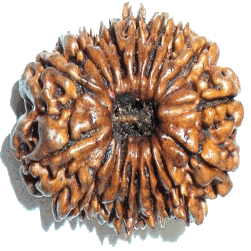 19 Mukhi Rudraksha